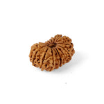 16 Mukhi Rudraksha (30.81mm)