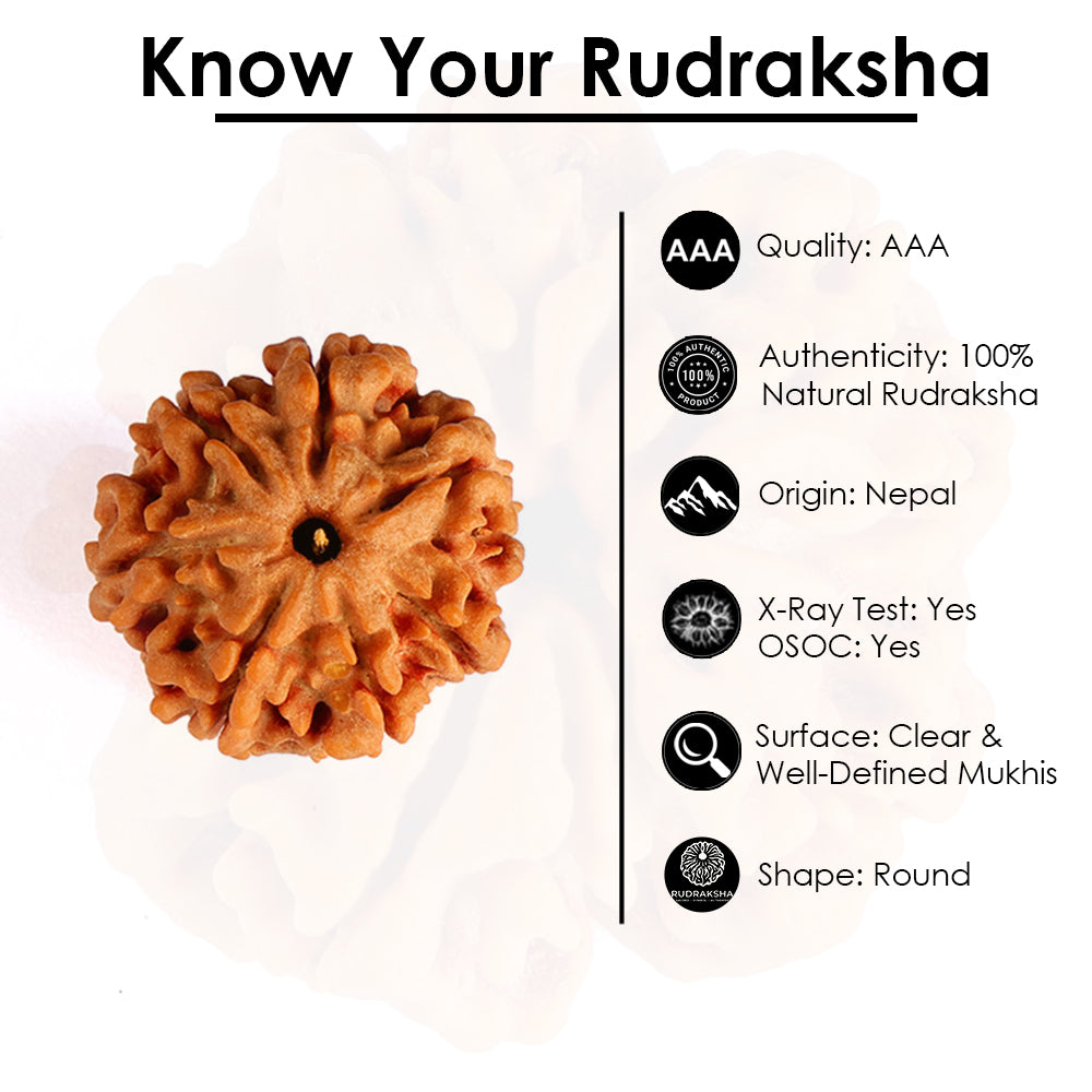 7 Mukhi Rudraksha (Collector)