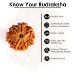 7 Mukhi Rudraksha (Collector)
