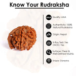 5 Mukhi Ganesh Rudraksha (Regular)