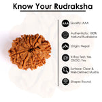 9 Mukhi Rudraksha (Super Collector)