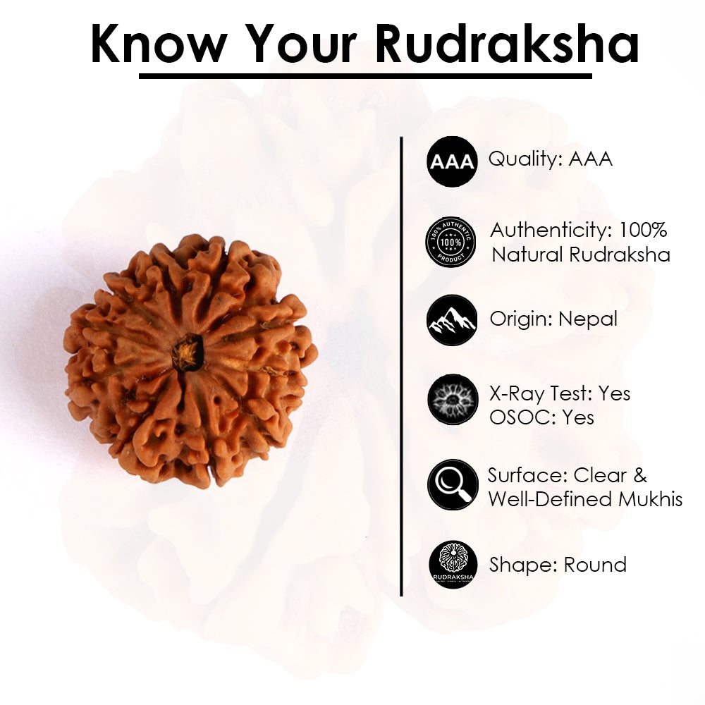 10 Mukhi Rudraksha (Regular)