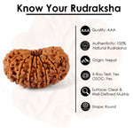 15 Mukhi Rudraksha (26.50mm)