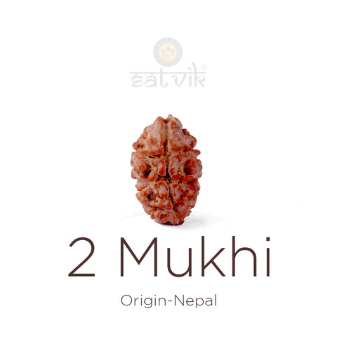 2 Mukhi Rudraksha bead natural Nepali 16.07mm two face Rudraksha. India’s Premium Rudraksha Beads Brand - www.satvikstore.in