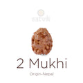2 Mukhi Rudraksha bead natural Nepali 17.82mm two face Rudraksha. India’s Premium Rudraksha Beads Brand - www.satvikstore.in