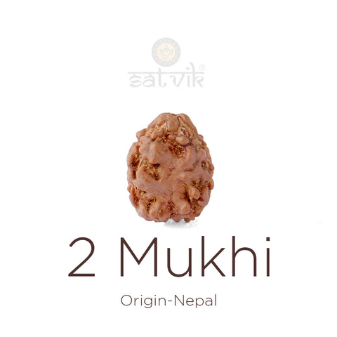 2 Mukhi Rudraksha bead natural Nepali 17.82mm two face Rudraksha. India’s Premium Rudraksha Beads Brand - www.satvikstore.in