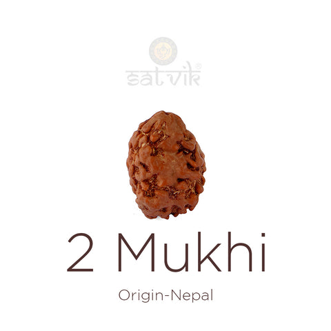 2 Mukhi Rudraksha bead natural Nepali 18.51mm two face Rudraksha. India’s Premium Rudraksha Beads Brand - www.satvikstore.in