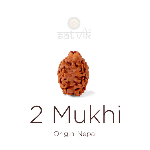 2 Mukhi Rudraksha bead natural Nepali 18.64mm two face Rudraksha. India’s Premium Rudraksha Beads Brand - www.satvikstore.in
