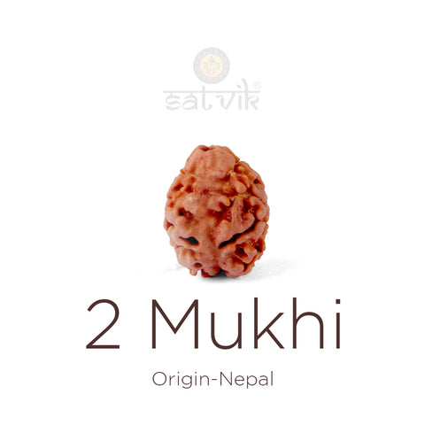 2 Mukhi Rudraksha bead natural Nepali 18.85mm two face Rudraksha. India’s Premium Rudraksha Beads Brand - www.satvikstore.in