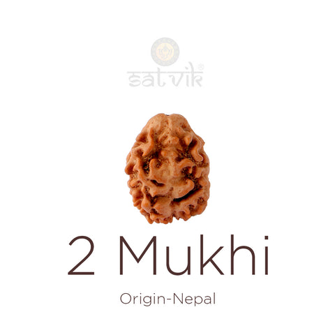 2 Mukhi Rudraksha bead natural Nepali 18.90mm two face Rudraksha. India’s Premium Rudraksha Beads Brand - www.satvikstore.in