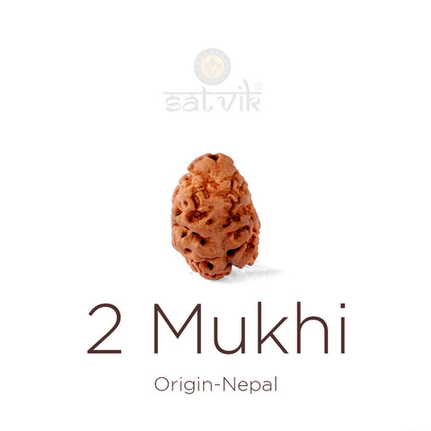 2 Mukhi Rudraksha bead natural Nepali 21.41mm two face Rudraksha. India’s Premium Rudraksha Beads Brand - www.satvikstore.in