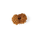 16 Mukhi Rudraksha (30.81mm)