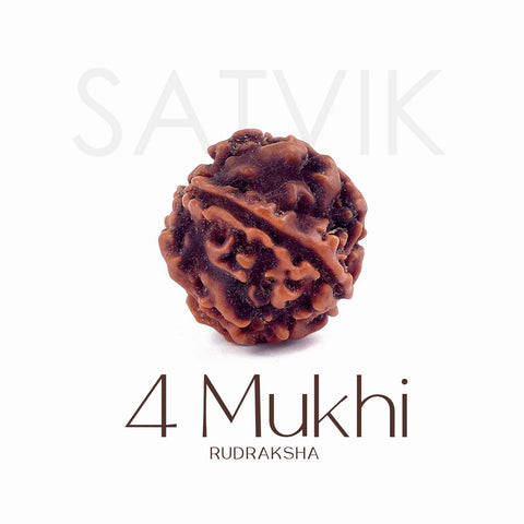 4 Mukhi Rudraksha bead natural Nepali regular four face Rudraksha. India’s Premium Rudraksha Beads Brand - www.satvikstore.in