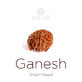 5 Mukhi Ganesh Rudraksha bead natural Nepali super collector five face Rudraksha. India’s Premium Rudraksha Beads Brand - www.satvikstore.in