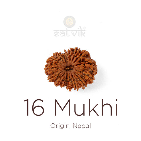 16 Mukhi Rudraksha bead natural Nepali sixteen face Rudraksha. India’s Premium Rudraksha Beads Brand - www.satvikstore.in