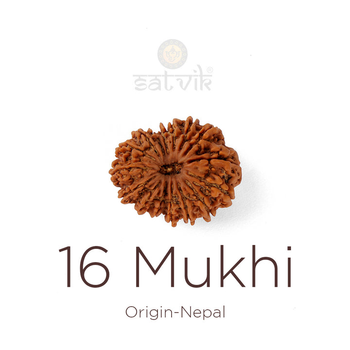 16 Mukhi Rudraksha bead natural Nepali sixteen face Rudraksha. India’s Premium Rudraksha Beads Brand - www.satvikstore.in