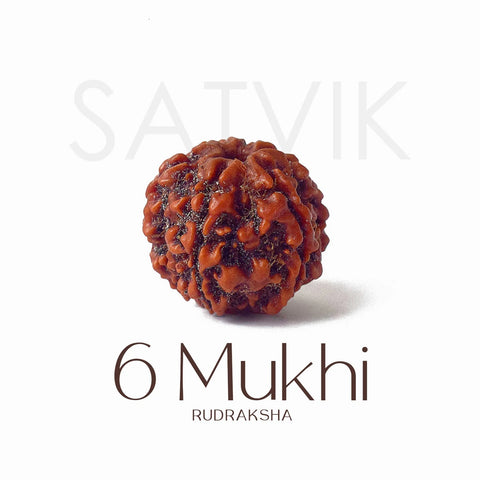 6 Mukhi Rudraksha bead natural Nepali regular six face Rudraksha. India’s Premium Rudraksha Beads Brand - www.satvikstore.in