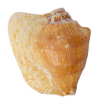 Tiger Shell Shankh (Tricornis) – Symbol of Strength, Protection & Spiritual Purity