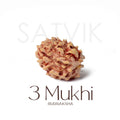 3 Mukhi Rudraksha collector grade natural bead Nepal for energy and purification. India’s Premium Rudraksha Beads Brand - www.satvikstore.in