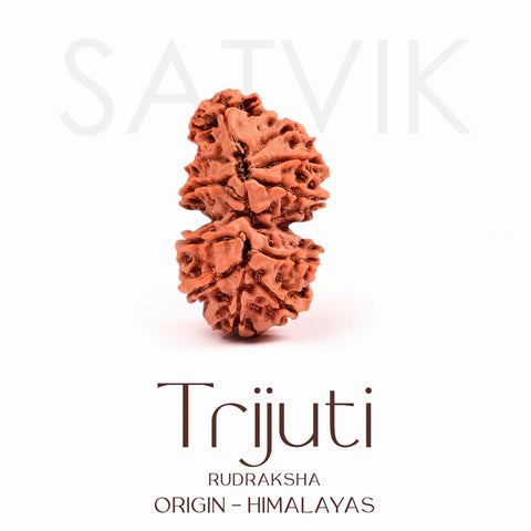 Certified Trijuti Rudraksha Bead – Rare Himalayan bead formed by three naturally joined rudrakshas, symbolizing Trinity (Brahma, Vishnu, Mahesh), representing unity, supreme consciousness, and spiritual power. India’s Largest Brass Idols Brand - www.satvikstore.in