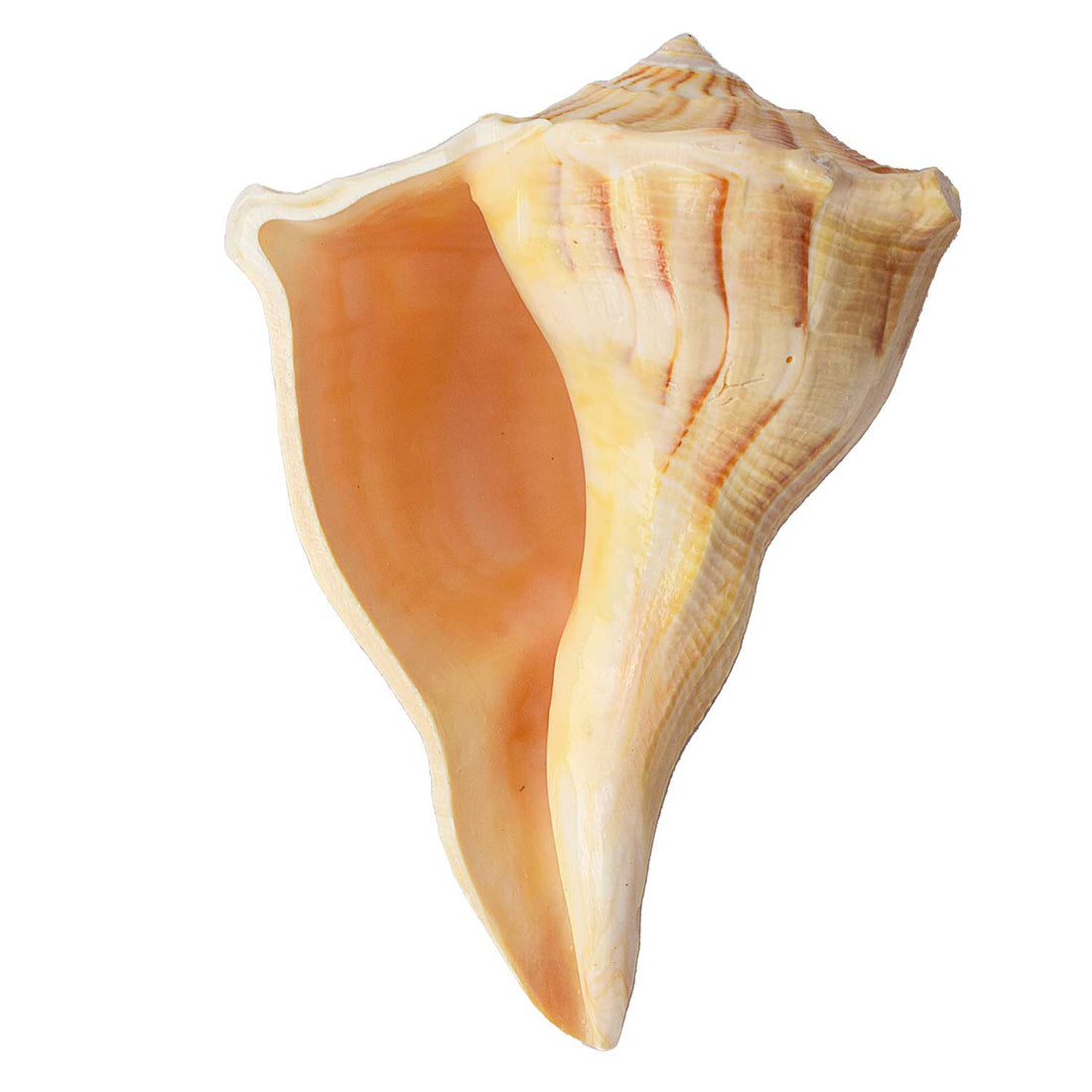 Natural Dakshinavarti Shankh (Conch) for Lakshmi Blessings – 12-13 cm