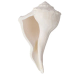 Natural 100% Original Dakshinavarti Shankh (Conch Shell) 10–11 cm