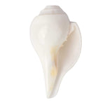 Natural 100% Original Vamavarti Shankha 12 cm