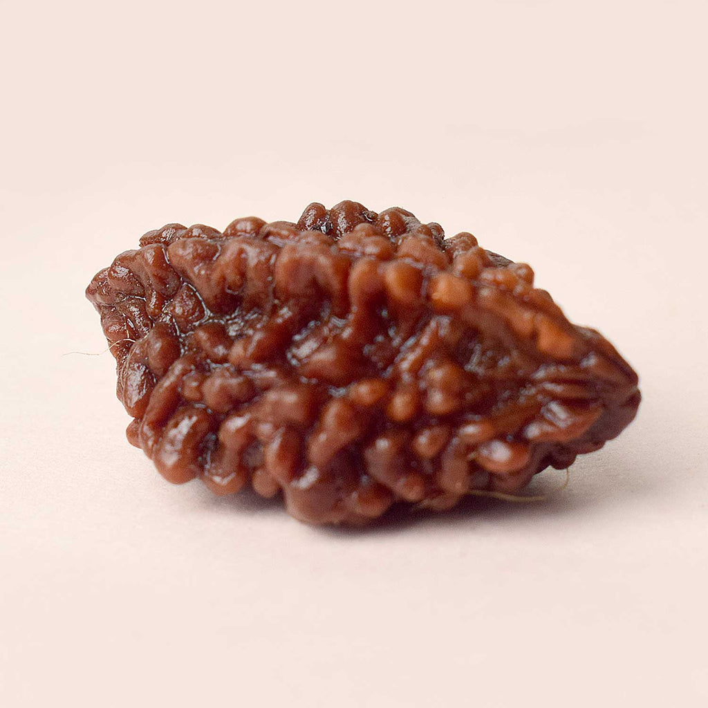 Certified 2 Mukhi Natural Rudraksha Bead – Brown, naturally grooved surface, spiritual seed used for harmony and relationship healing. India’s Largest Pooja Accessories Brand - www.satvikstore.in


