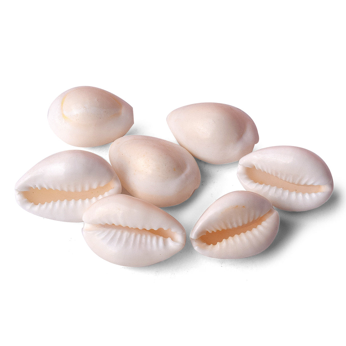 White Kodi for Pooja (11 Pc) – Sacred Cowrie Shells for Daily Pooja Needs