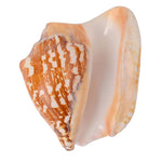 Tiger Shell Shankh (Tricornis) – Symbol of Strength, Protection & Spiritual Purity