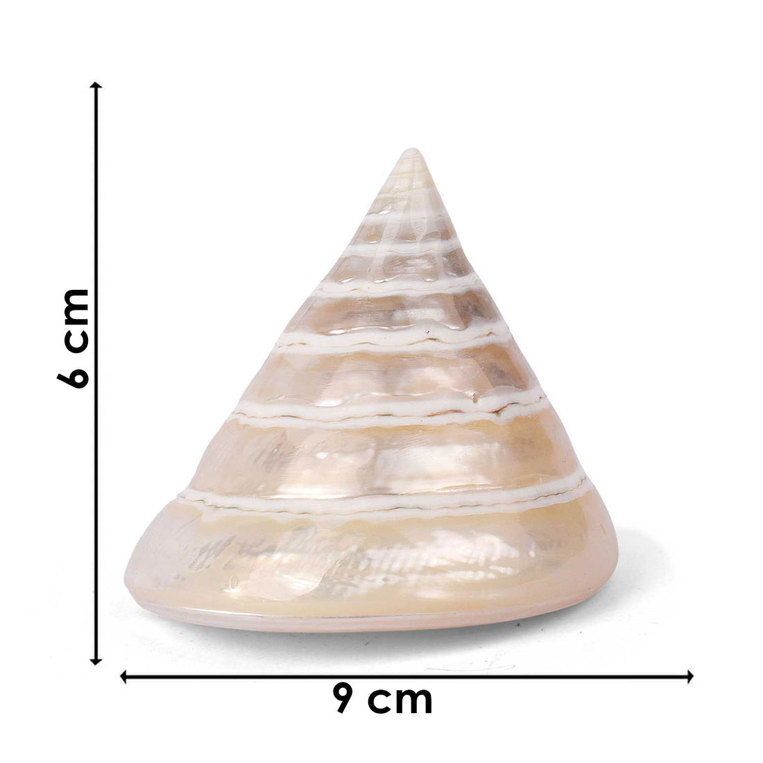Moti Shankh (Pearl Trochus) – Purity, Peace & Pooja Blessings