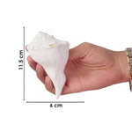 Natural 100% Original Dakshinavarti Shankh (Conch Shell) 10–11 cm