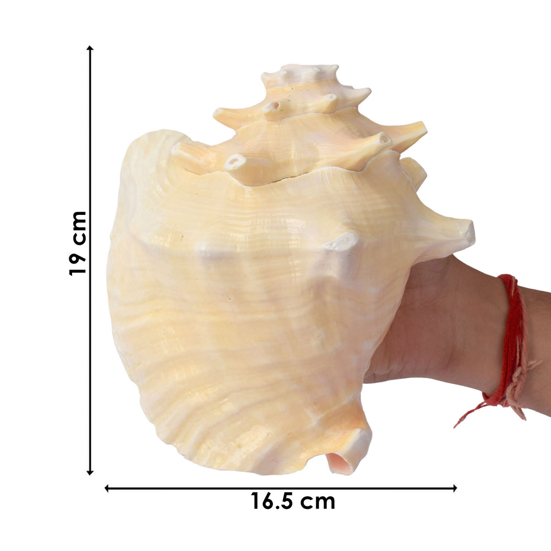 19cm Dakshinavarti Annapurna Shankh (Conch Shell) – For Abundance, Vastu & Blessings