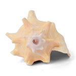 19cm Dakshinavarti Annapurna Shankh (Conch Shell) – For Abundance, Vastu & Blessings