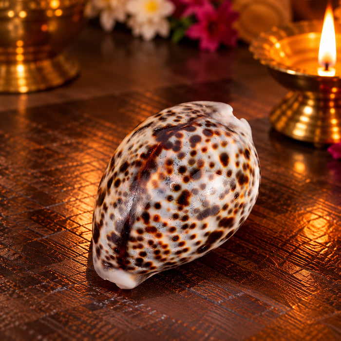 Big Size Kodi for Puja - Large Cowrie for Spiritual and Fiscal benefits