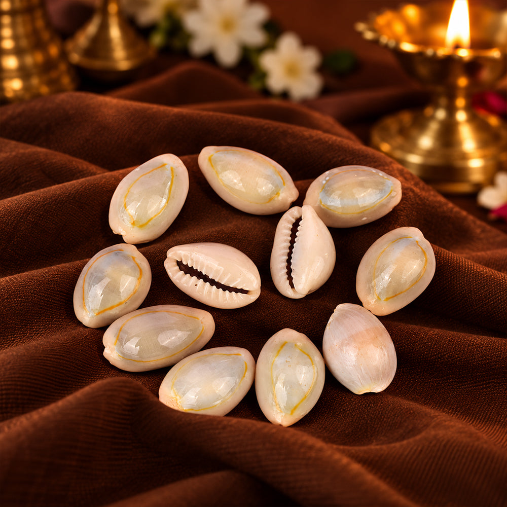 Natural Kodi for Pooja (11 Pc) – Top Quality Cowrie Shells