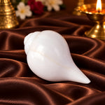Natural 100% Original Sacred Blowing Shankh 13.5 Cm