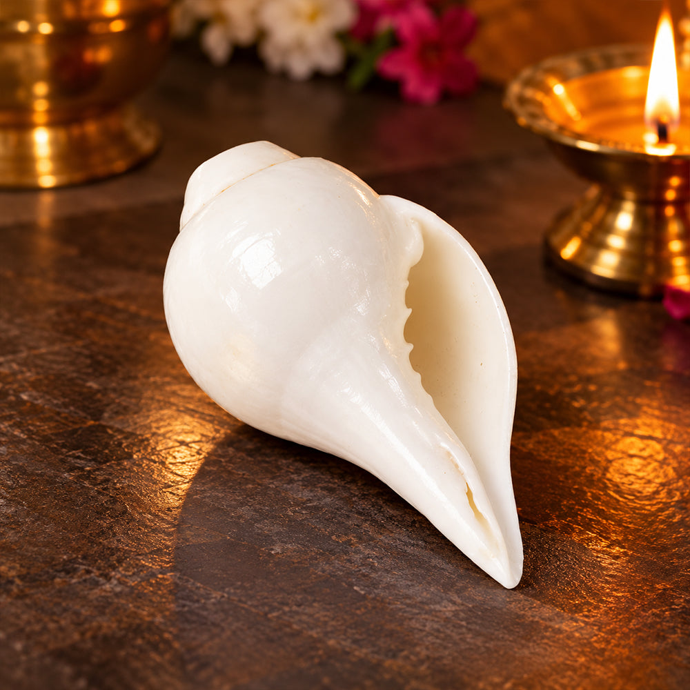 Natural 100% Original Vamavarti Shankha 10–11 cm