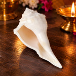 Natural 100% Original Dakshinavarti Shankh (Conch Shell) 10–11 cm