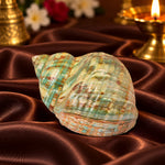 9cm Natural Green Turbo Shell (Turbo marmoratus) – Peace & Prosperity