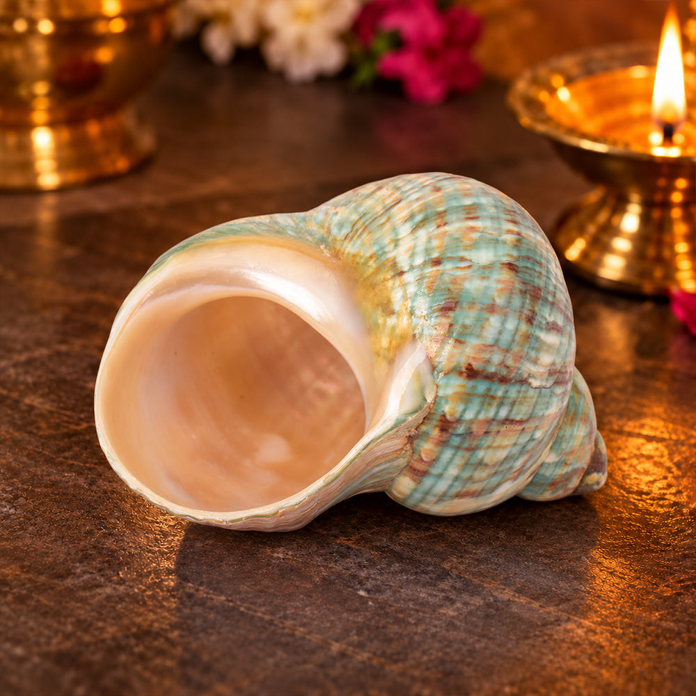 9cm Natural Green Turbo Shell (Turbo marmoratus) – Peace & Prosperity
