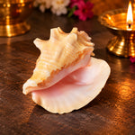 19cm Dakshinavarti Annapurna Shankh (Conch Shell) – For Abundance, Vastu & Blessings