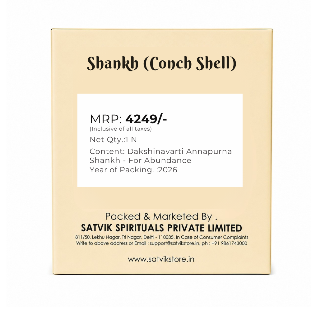 19cm Dakshinavarti Annapurna Shankh (Conch Shell) – For Abundance, Vastu & Blessings