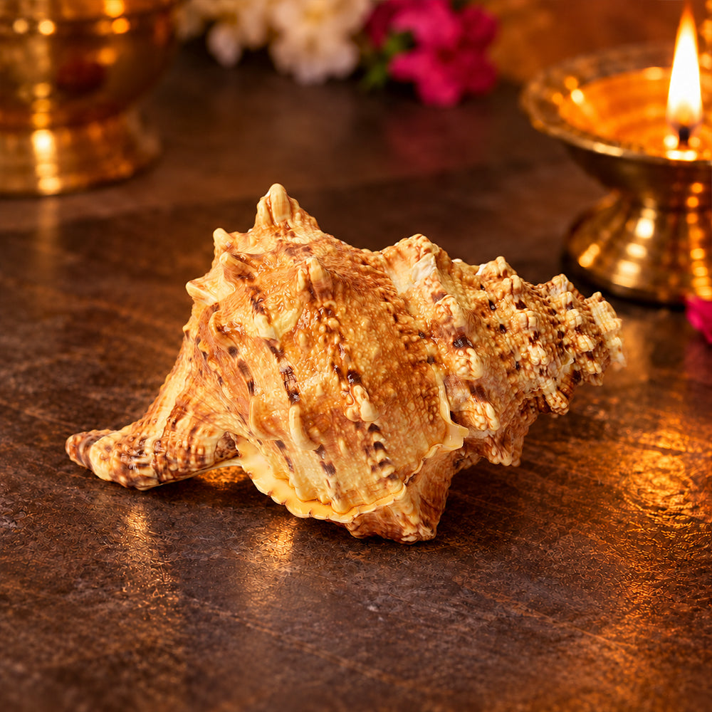 Sughosh Shankh (Bursa Bubo) – Sacred Sound of Positivity