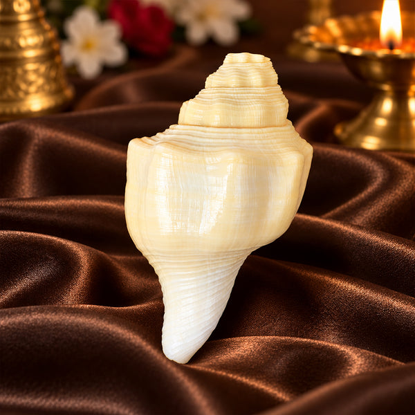 Debadutta Shankh (Turbinella Pyrum) – Sacred Symbol of Peace