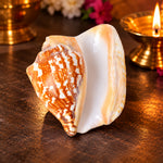 Tiger Shell Shankh (Tricornis) – Symbol of Strength, Protection & Spiritual Purity