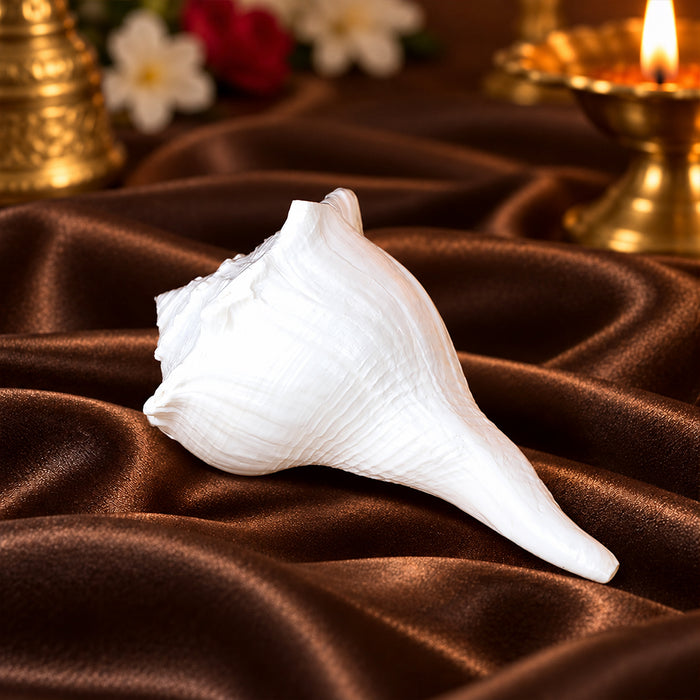 12.7 cm Sacred Dakshinavarti Valampuri Shankh