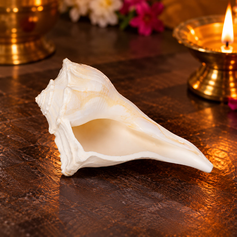 12.7 cm Sacred Dakshinavarti Valampuri Shankh