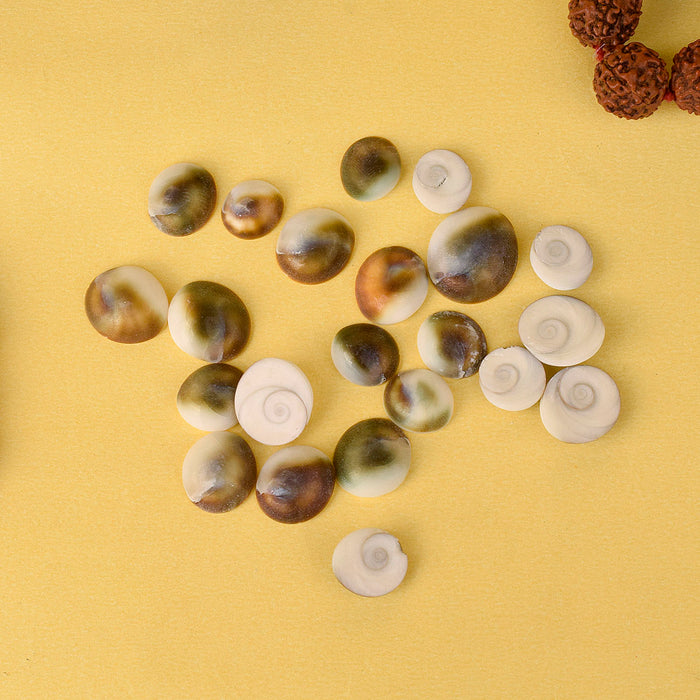 Gomti Chakra 51 Pcs, sacred and auspicious spiritual items, perfect for enhancing rituals and worship, bringing divine blessings and prosperity – India’s Largest Pooja Accessories Brand – www.satvikstore.in