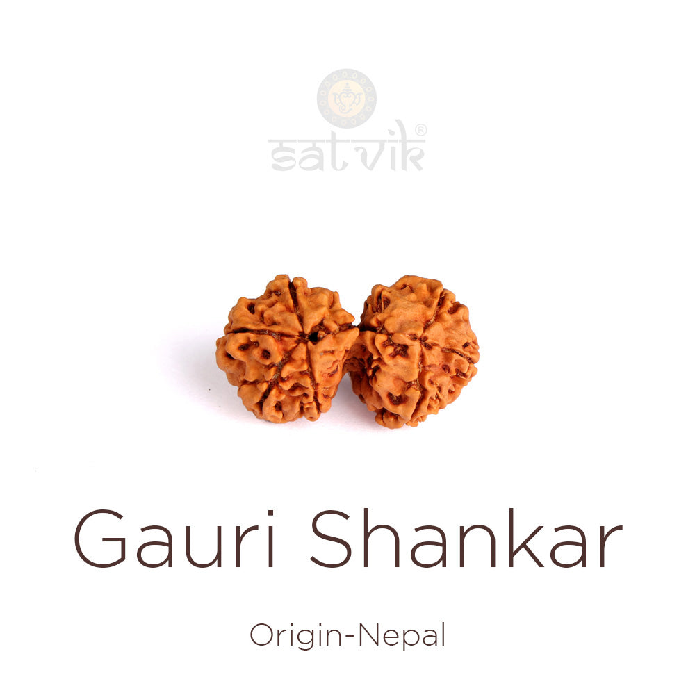 9 Mukhi Gauri Shankar Rudraksha (Super Collector)